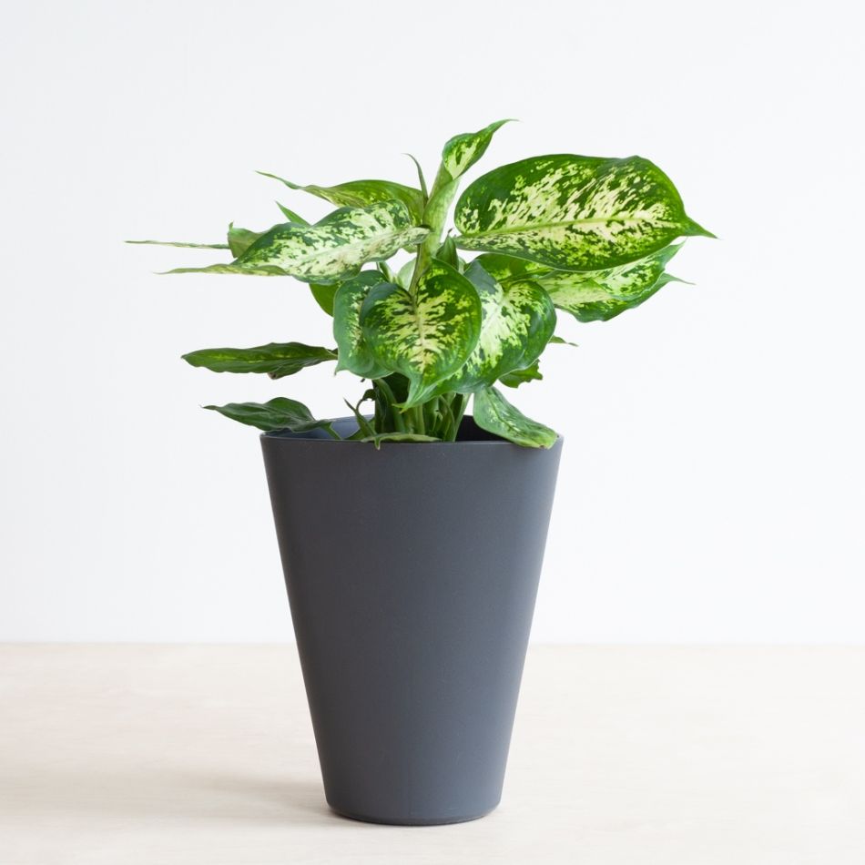 Aqua-pot-zwart-3-1024-1