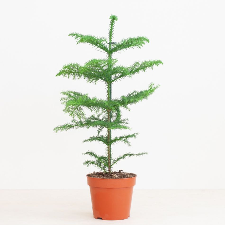 Araucaria
