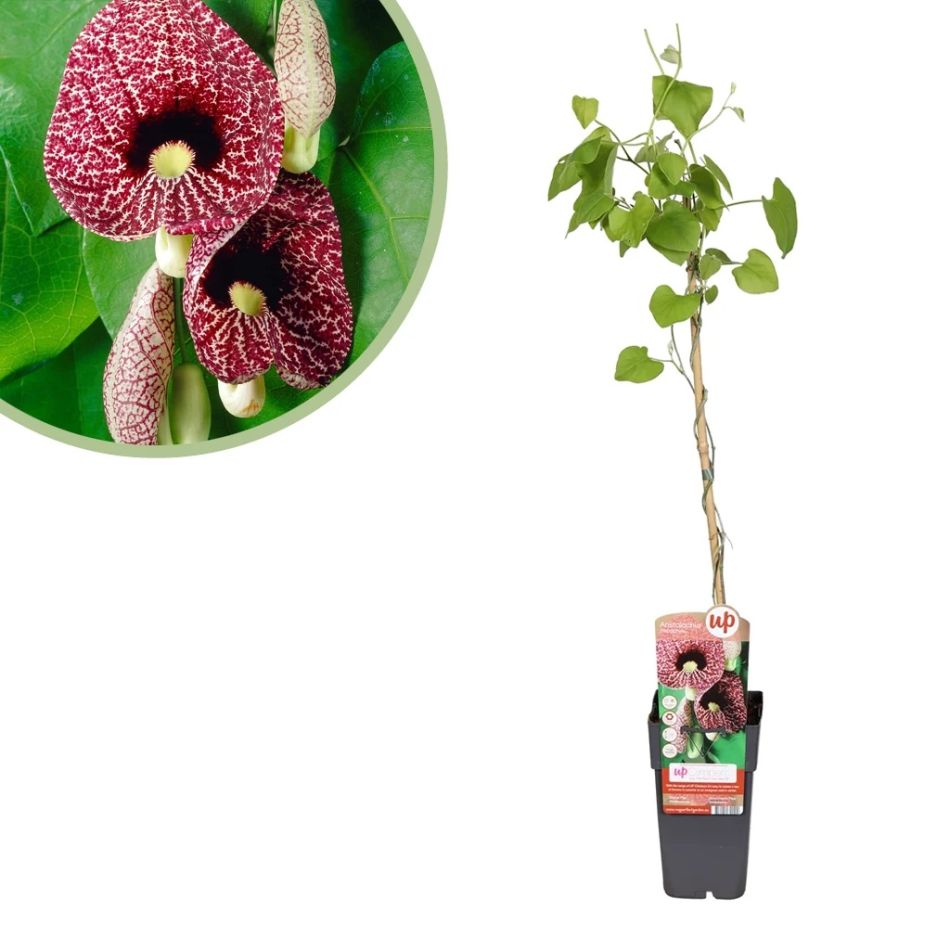 Aristolochia macrophylla