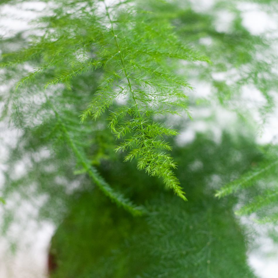 Asparagus Plumosus - Sierasperge - P12