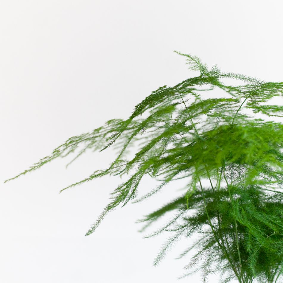 Asparagus Plumosus - Sierasperge - P12