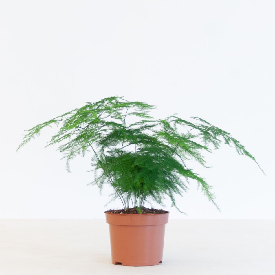 Asparagus Plumosus - Sierasperge - P12