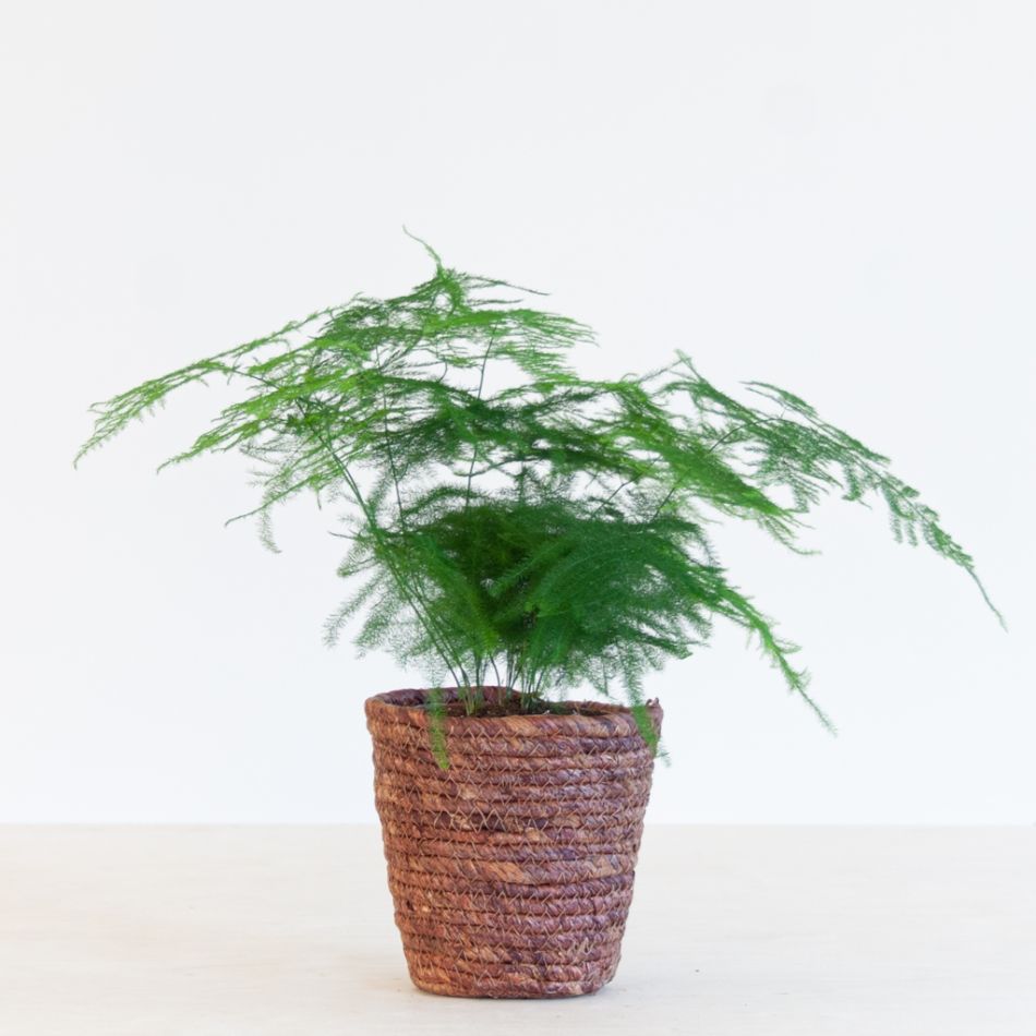 Asparagus Plumosus - Sierasperge - P12