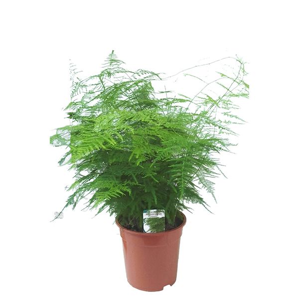 Asparagus setaceus