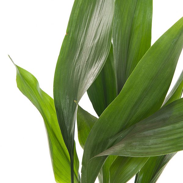 Aspidistra blad