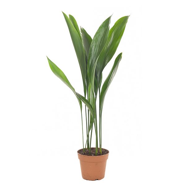 Aspidistra Elatior