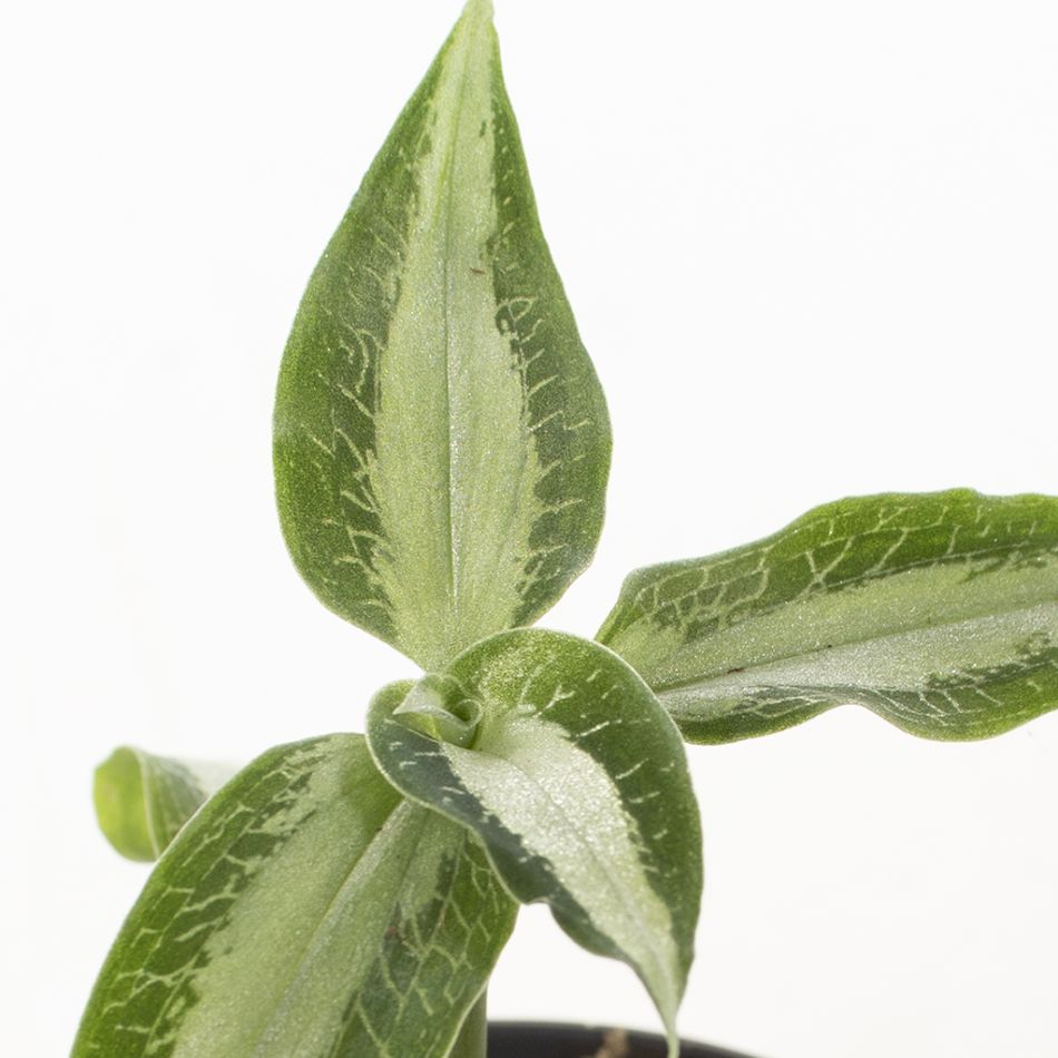 Aspidogyne argentea
