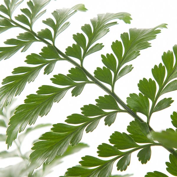 Asplenium Parvati