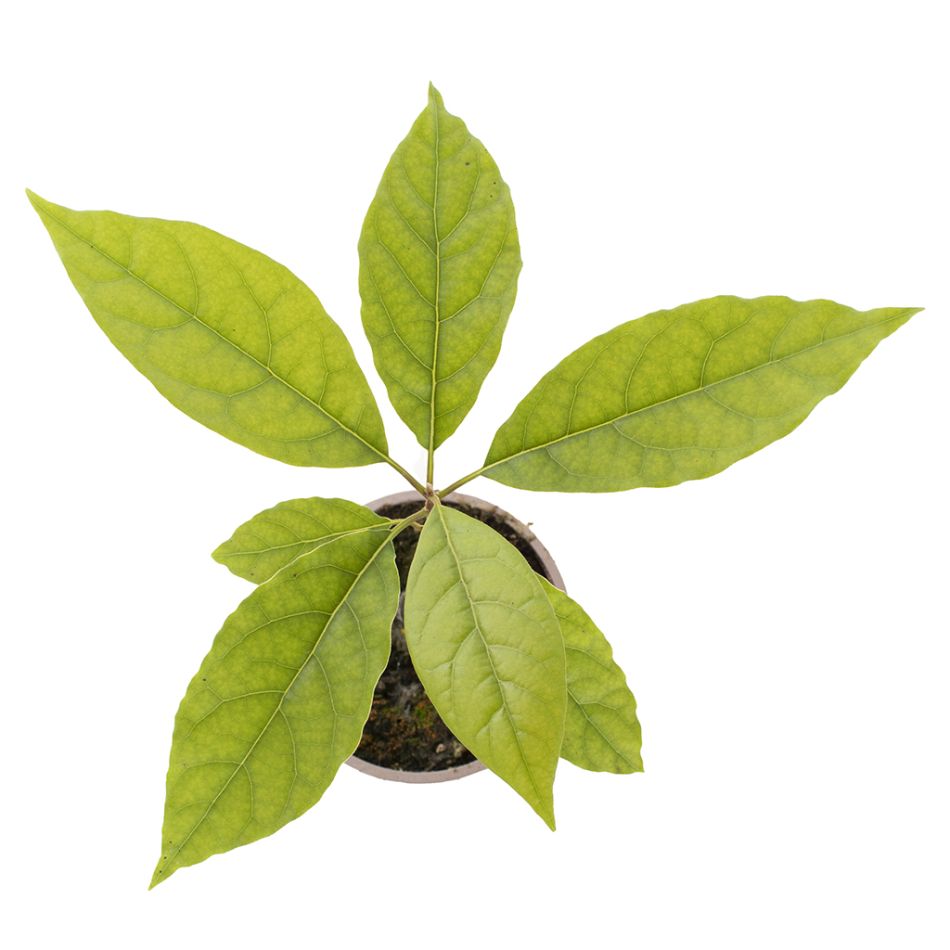 Avocado plantje