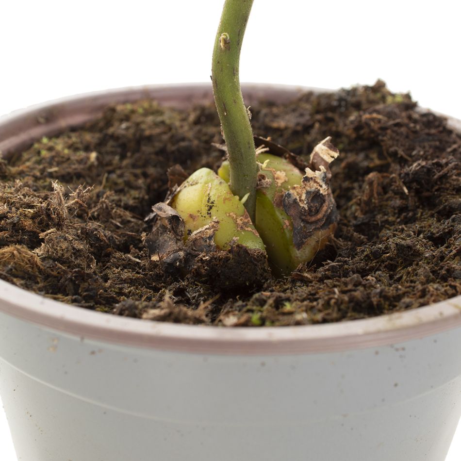 Avocado plantje
