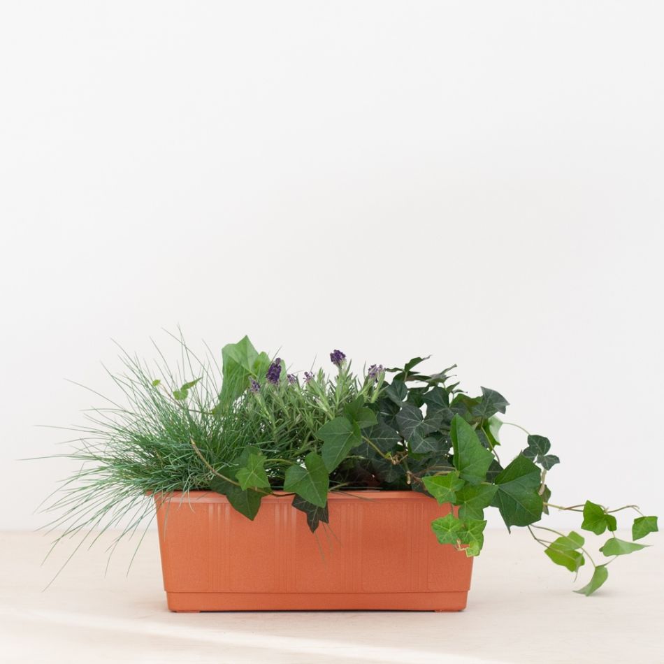 Balkon-planten-box-rood-1-1024
