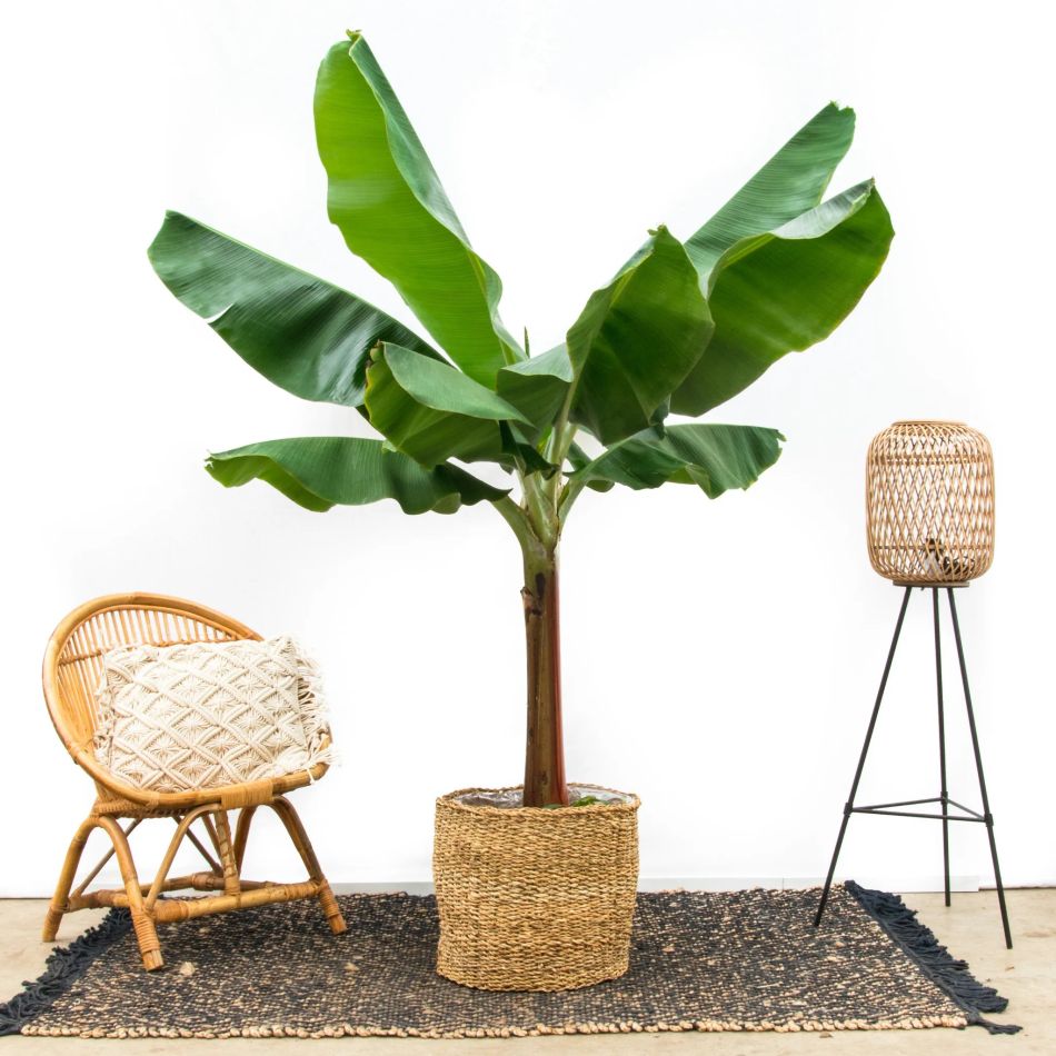 Bananenplant-150cm