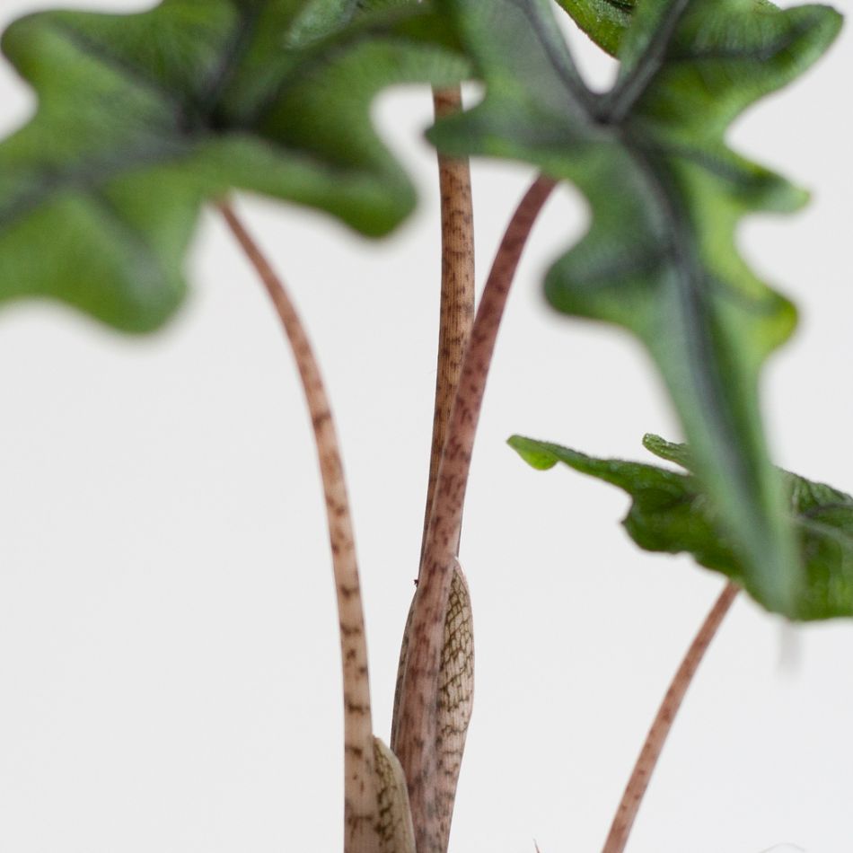Alocasia Jacklyn stam