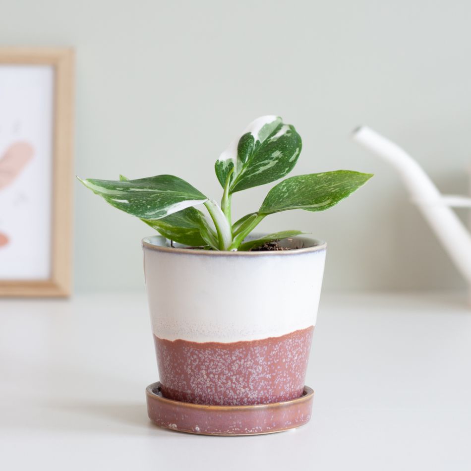 Philodendron White Wizard