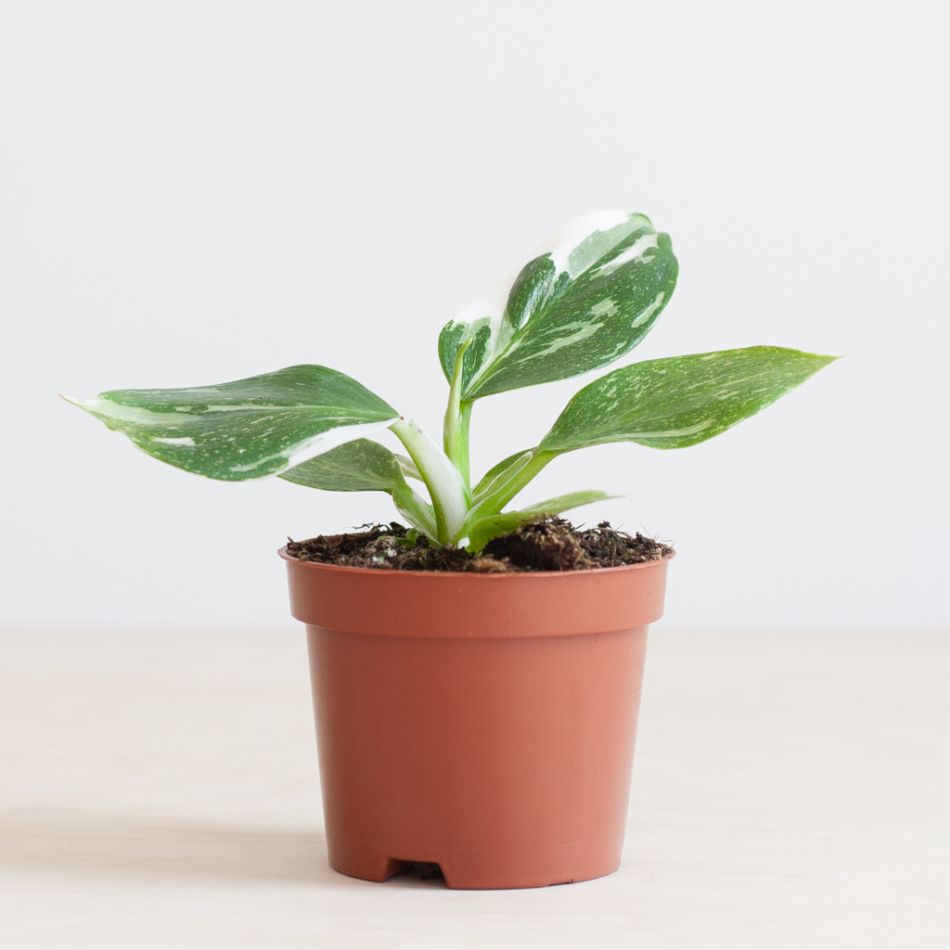 Philodendron White Wizard