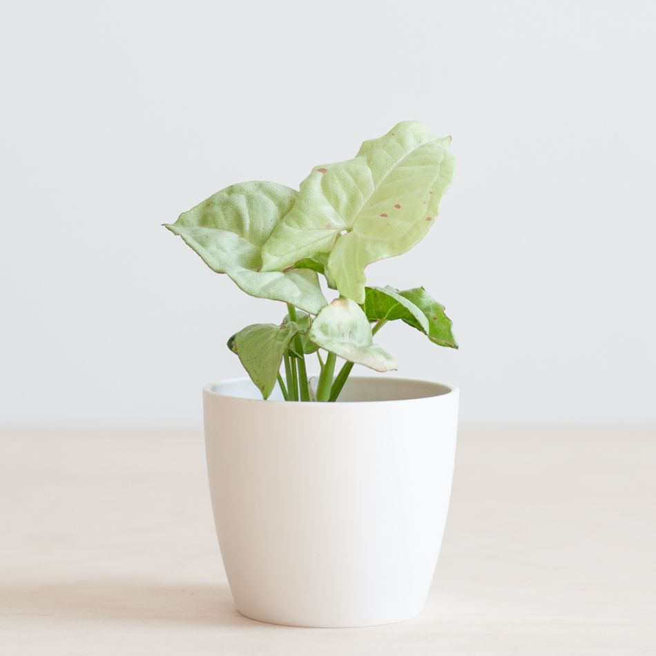Syngonium Milk Confetti