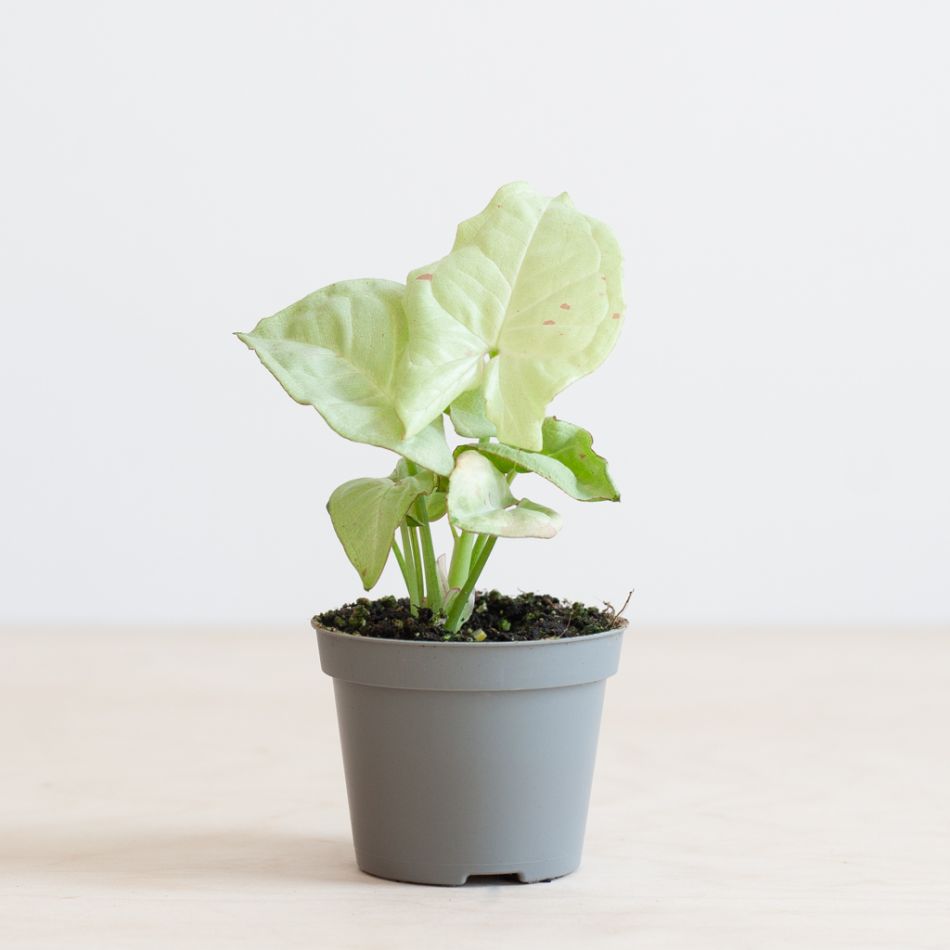 Syngonium Milk Confetti