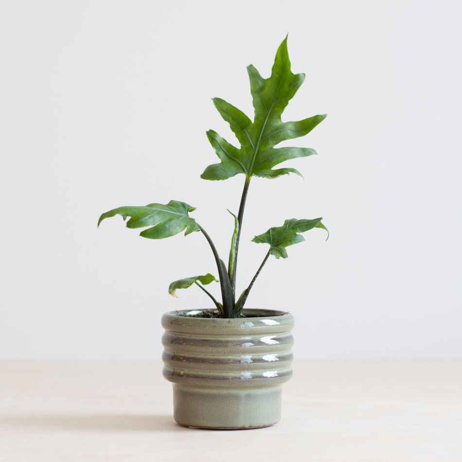 Alocasia Brancifolia