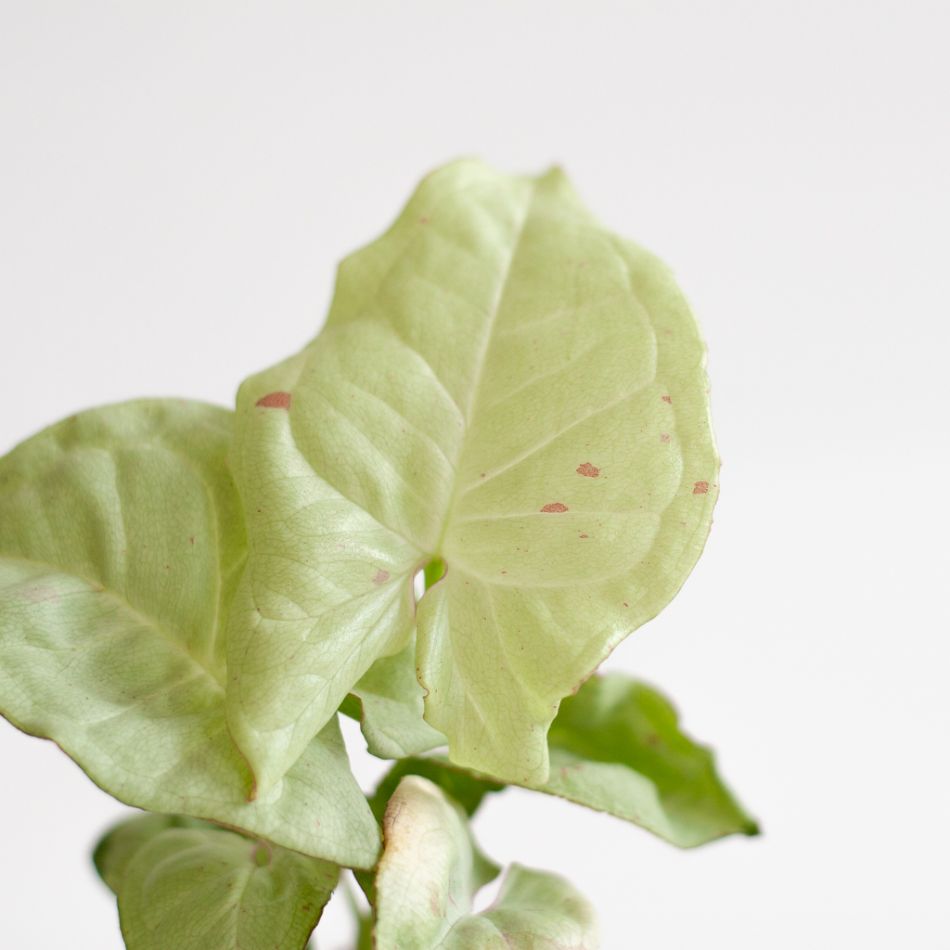 Syngonium Milk Confetti