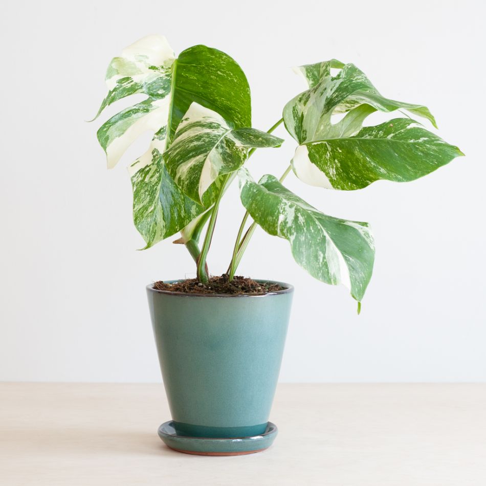 Monstera Variegata