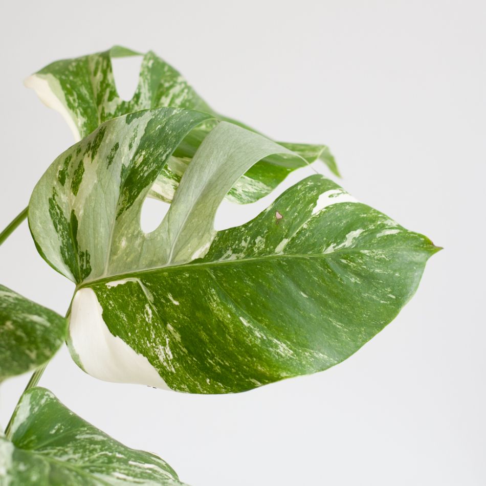 Bonte monstera blad