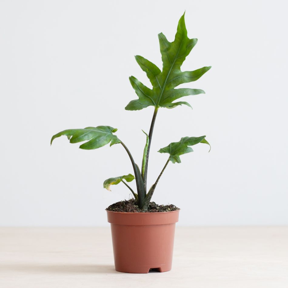 Alocasia Brancifolia
