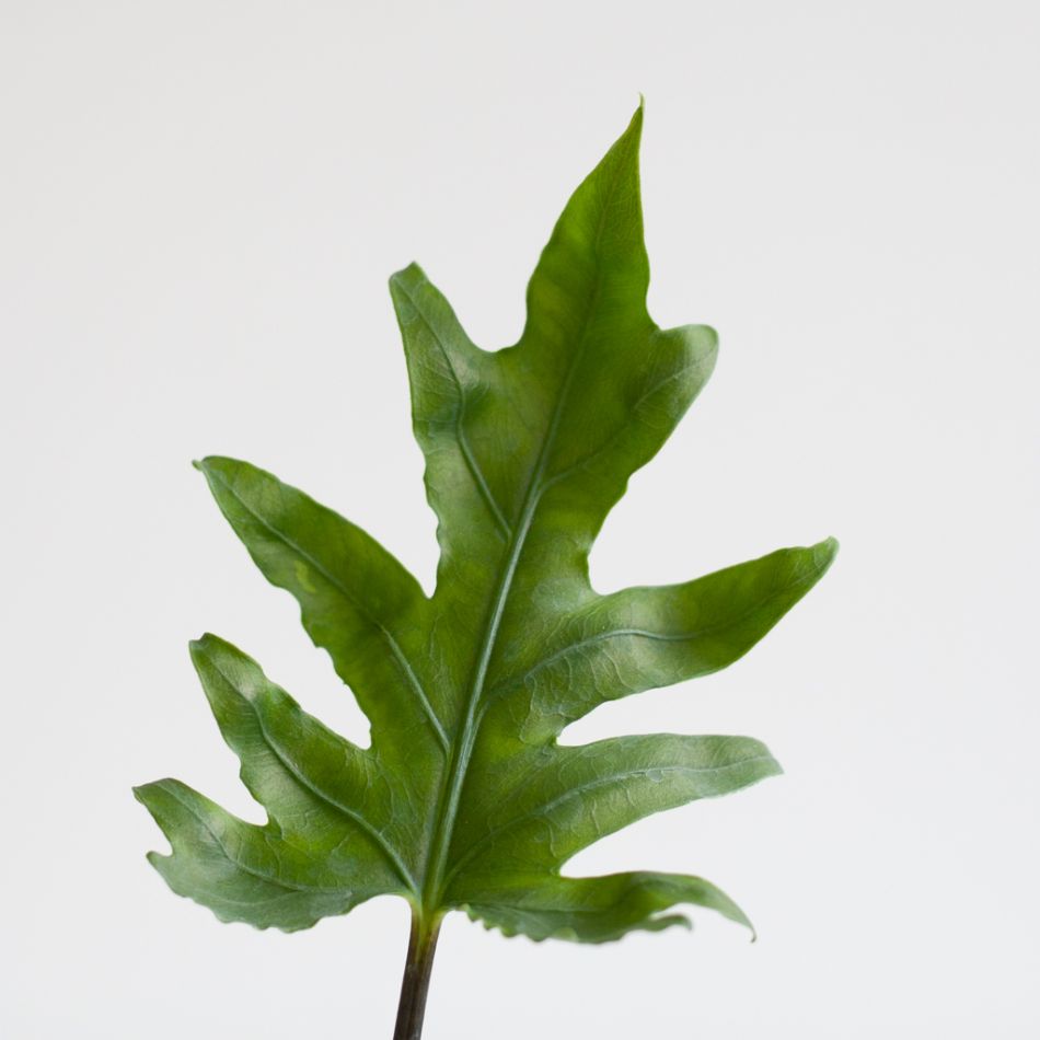 Alocasia Brancifolia