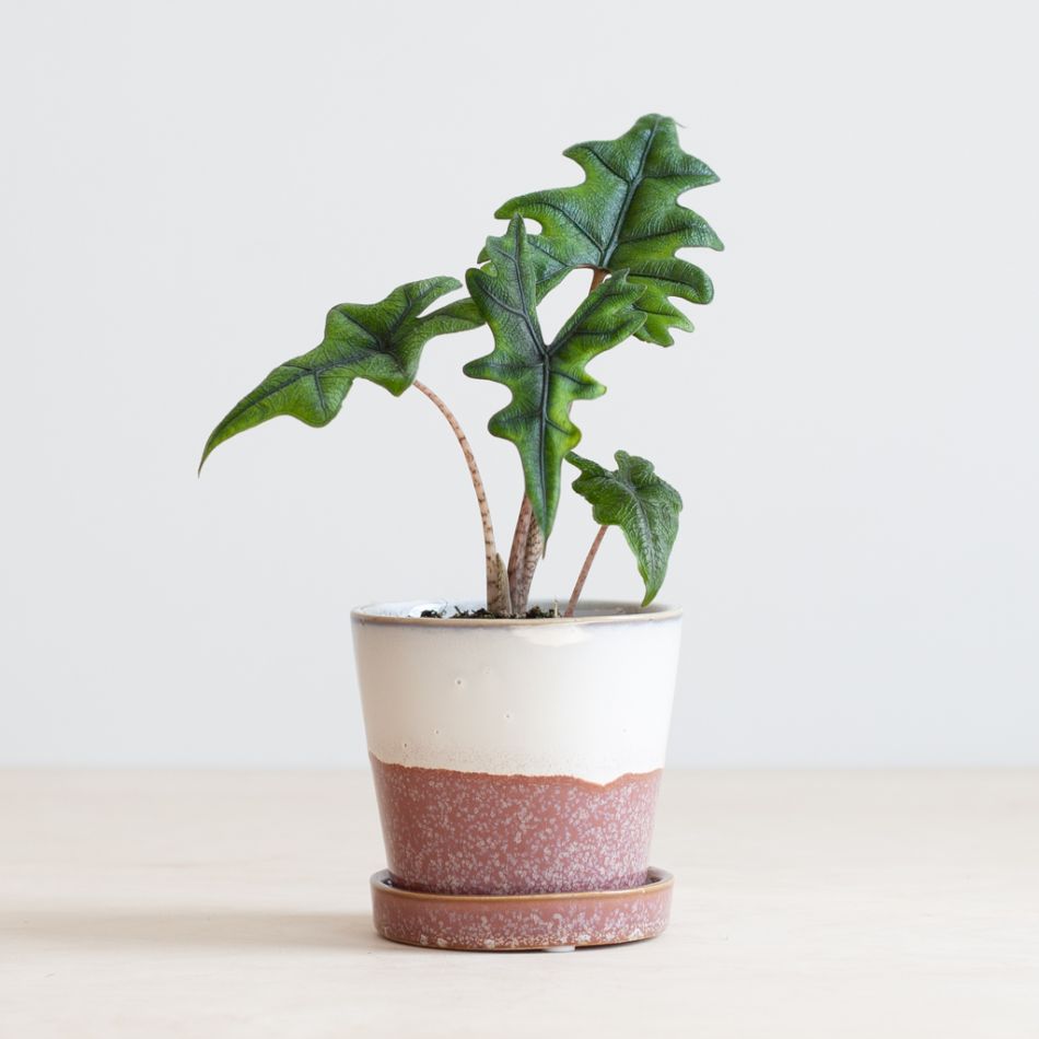 Alocasia Jacklyn