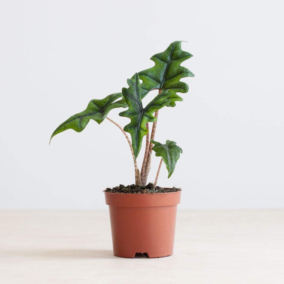 Alocasia Jacklyn