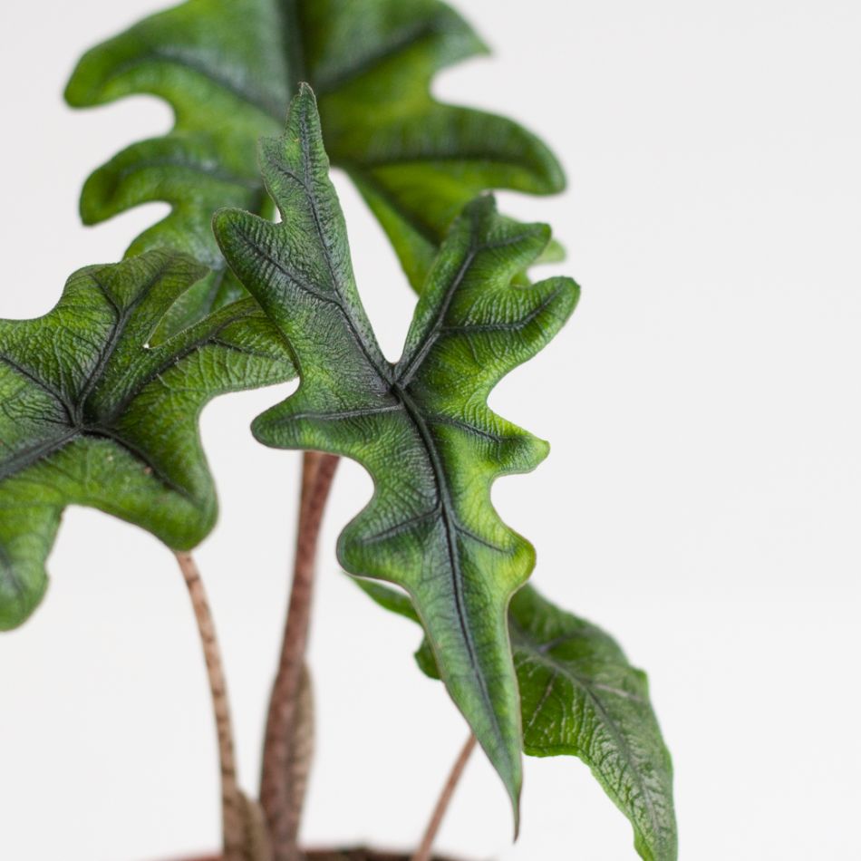 Alocasia Jacklyn