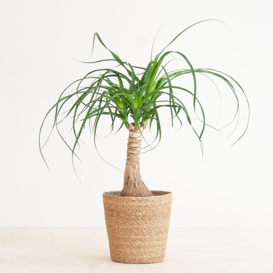 Beaucarnea Recurvata Nolina (Olifantspoot) - P17