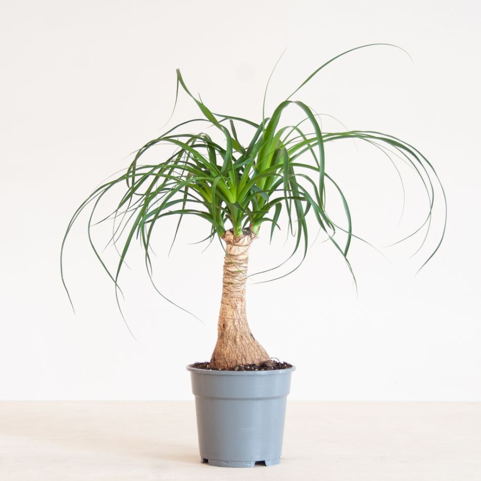 Beaucarnea Recurvata Nolina (Olifantspoot) - P17