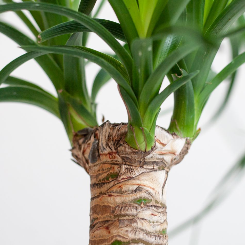 Beaucarnea Recurvata Nolina (Olifantspoot) - P17