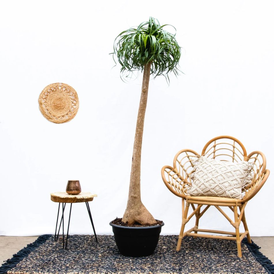 Beaucarnea-XXL-200cm