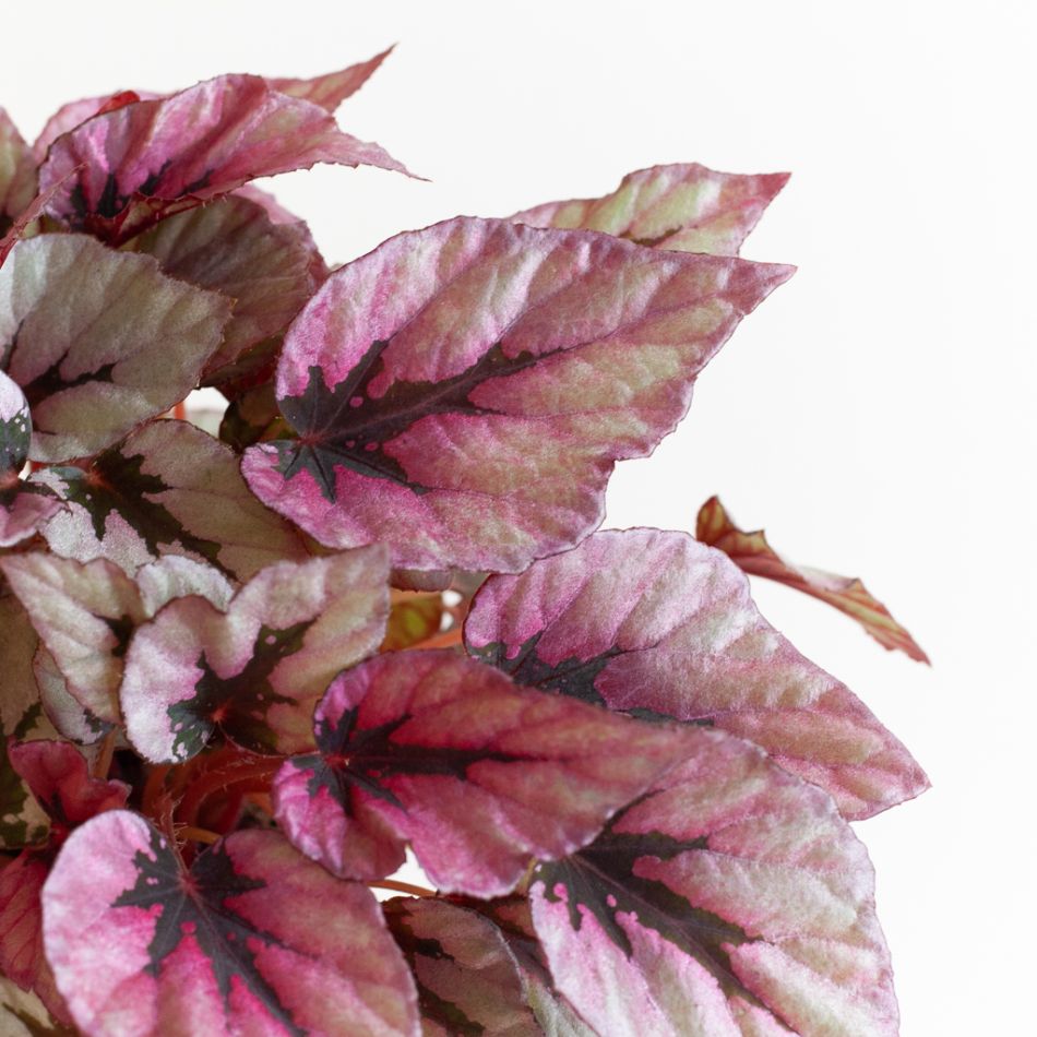 Begonia Beleaf Indian Summer - P12