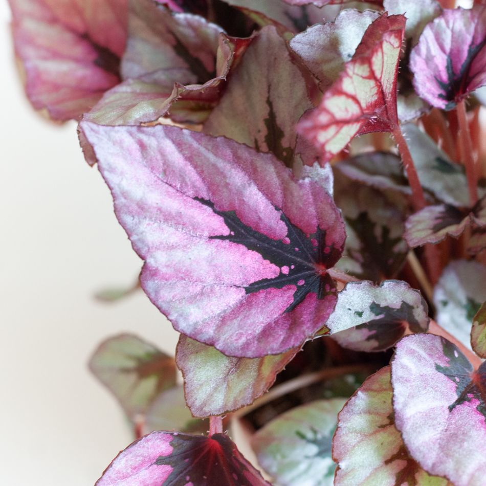 Begonia Beleaf Indian Summer - P12