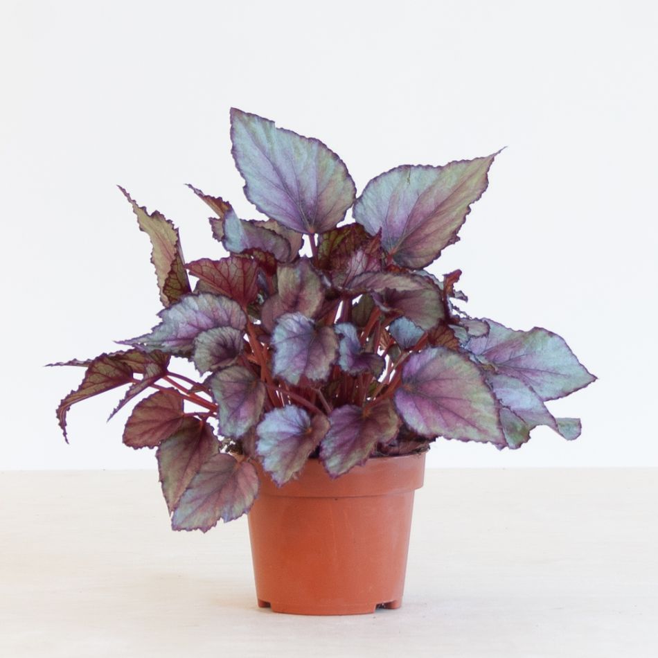 Bladbegonia Rex 'Maori Haze' - P12