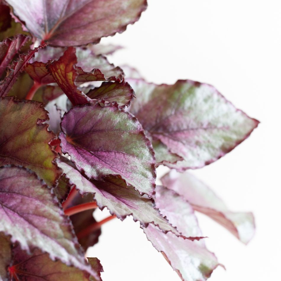 Bladbegonia Rex 'Maori Haze' - P12