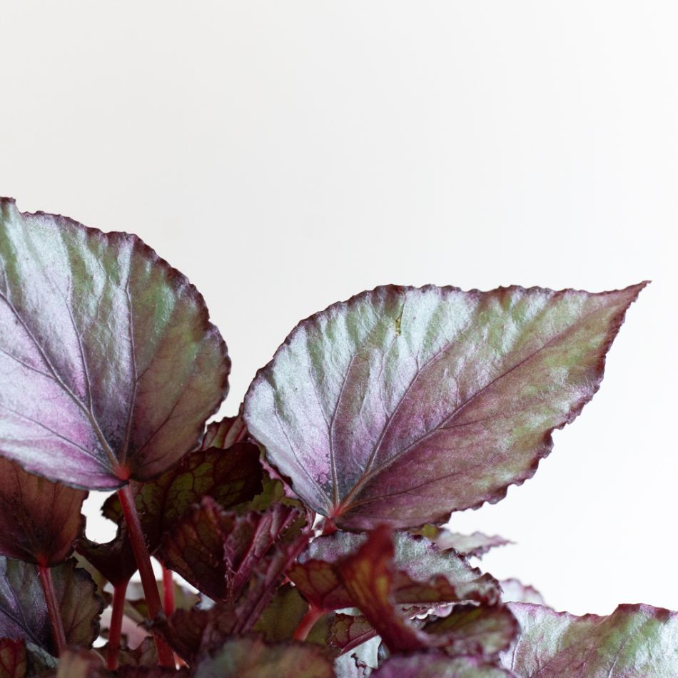 Bladbegonia Rex 'Maori Haze' - P12