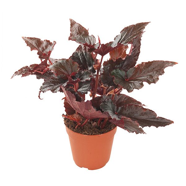 Begonia Black Magic