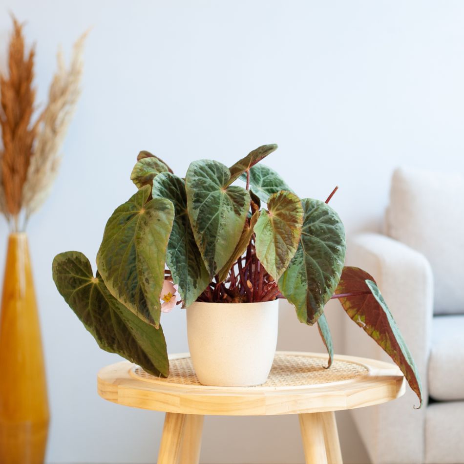Begonia Burkilii
