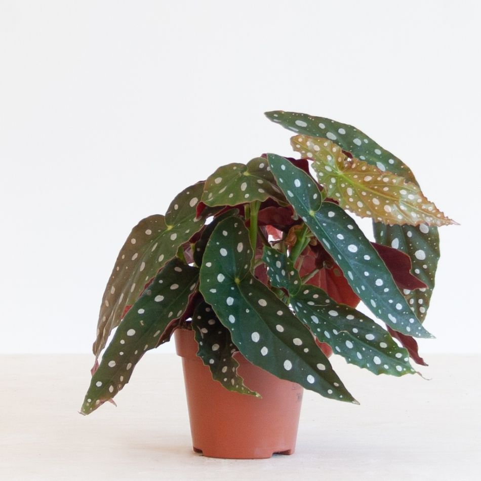 Begonia-Maculata-p12-1