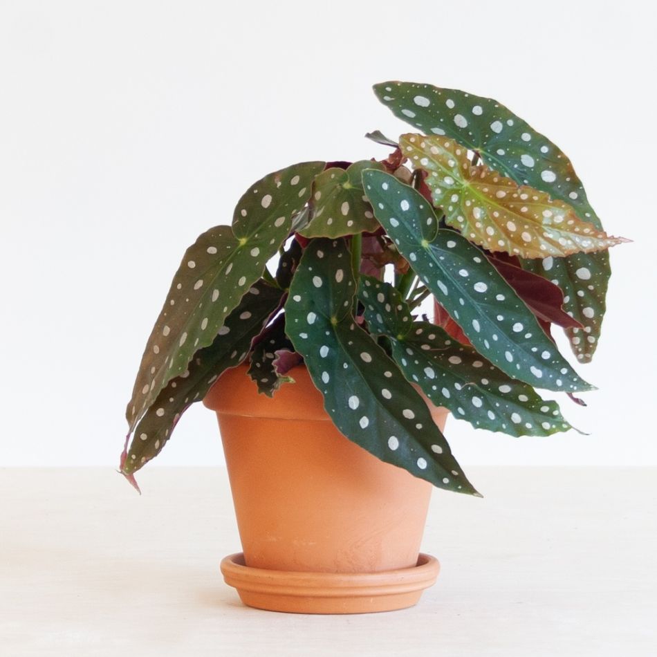 Begonia-Maculata-p12-2