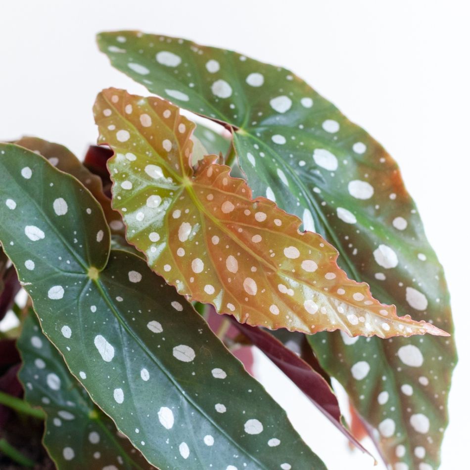 Begonia-Maculata-p12-3