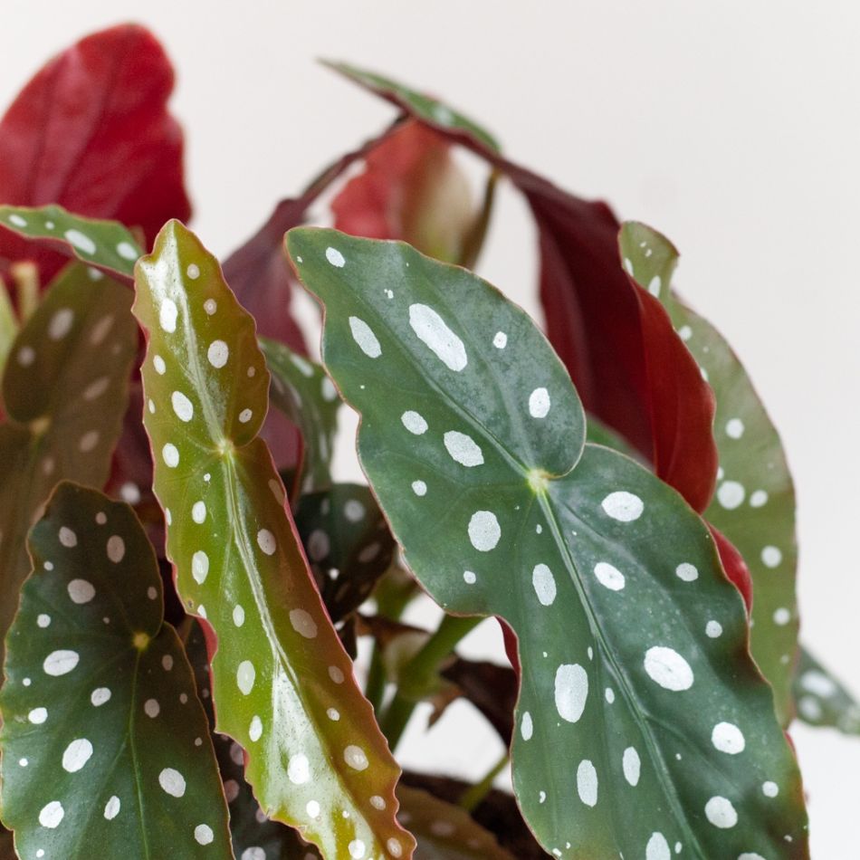 Begonia-Maculata-p12-5