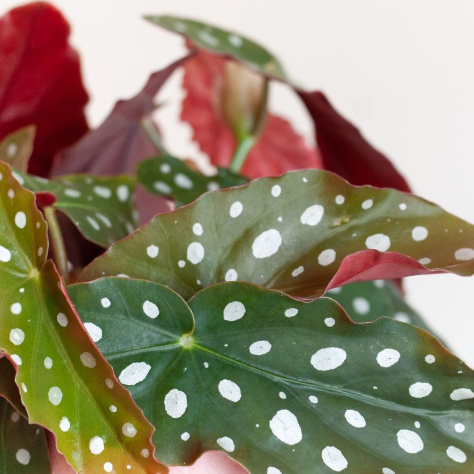 Begonia-Maculata-p12-7 1