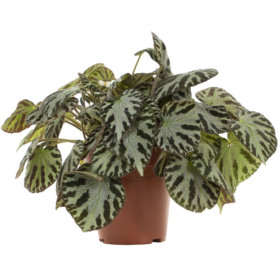 Begonia Silver Jewel