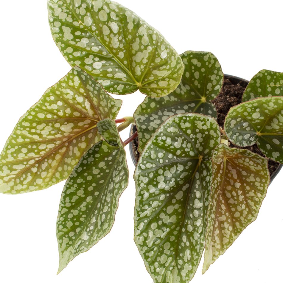 Begonia Snowcap