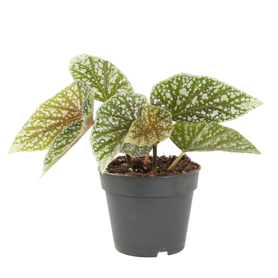 Begonia snowcap