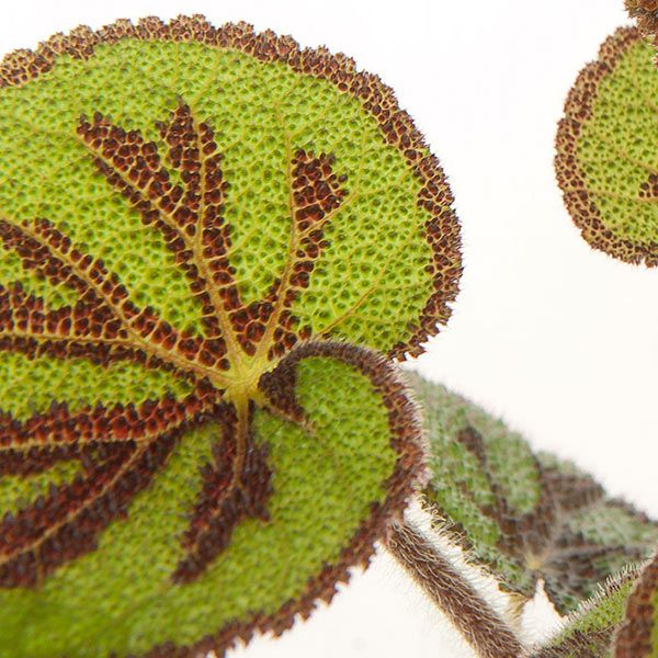 iron cross begonia